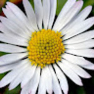 Meet your Posher, Jane r.